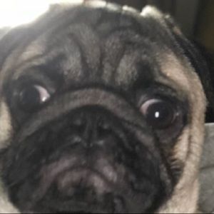 Meet your Posher, Remi